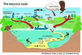 [Mercury Cycle image]