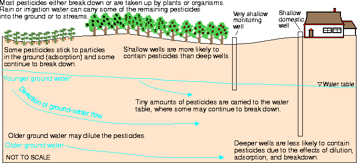 Diagram of idealized ground-water
   flowpaths: Most pesticides either break down or are taken up by plants or
   organisms. Rain or irrigation water can carry some of the remaining
   pesticides into the ground or to streams. Deep wells are less likely to
   contain pesticides than shallow wells.