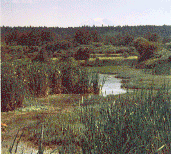 [photo of wetland, GIF, 166294 bytes